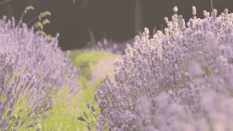 Lavender - Oils.Earth
